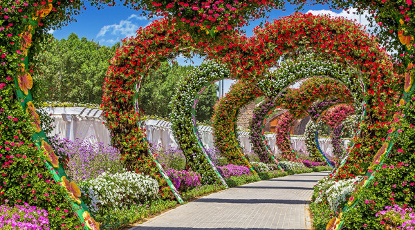 Dubai Miracle Garden with Return Transfer