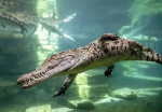 dubai-crocodile-activity-04