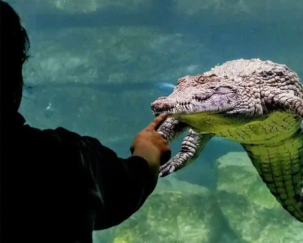 Dubai Crocodile Park