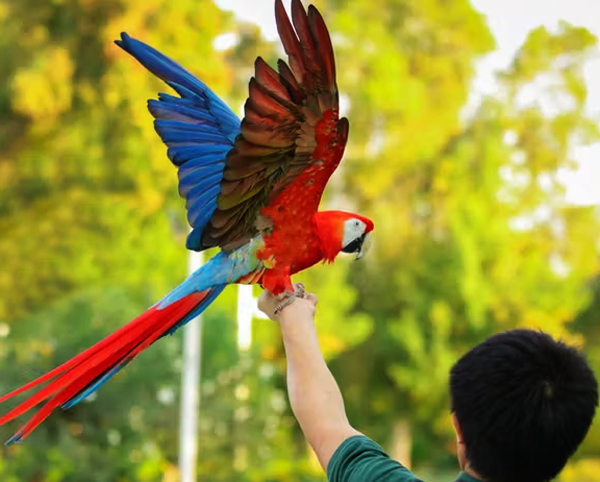 Creek Park Exotic Bird Show - Dubai Dolphinarium